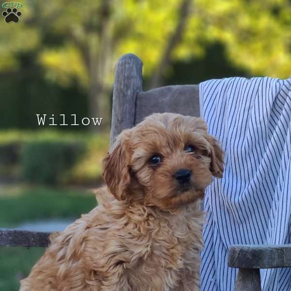 Willow, Cavapoo Puppy